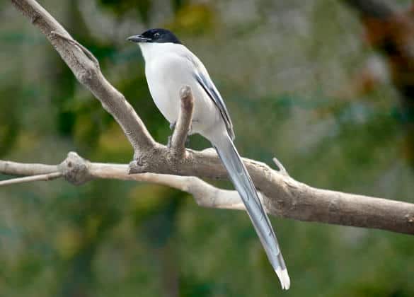 動物図鑑・オナガ